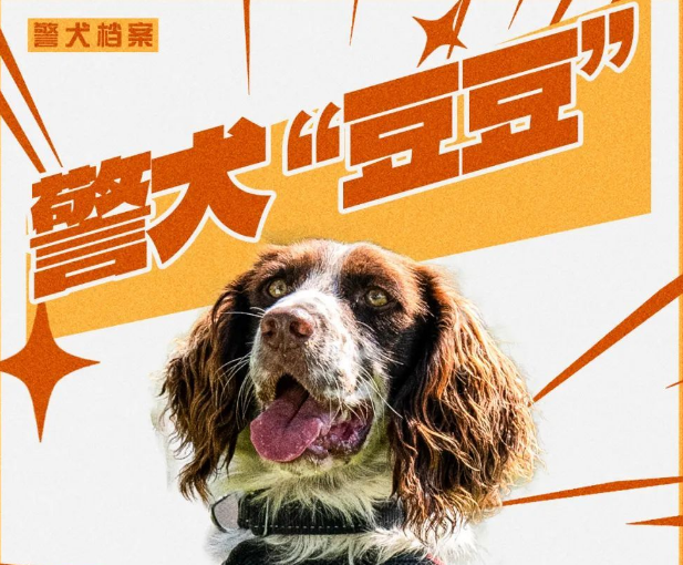 22秒！一等奖！这是警犬“豆豆”的最后一战