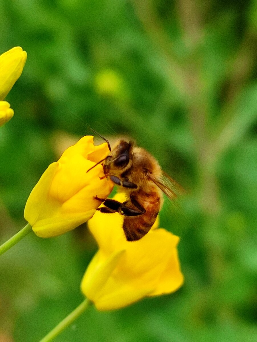 播放蜂蜜_蜂蜜详情_雨田蜂蜜