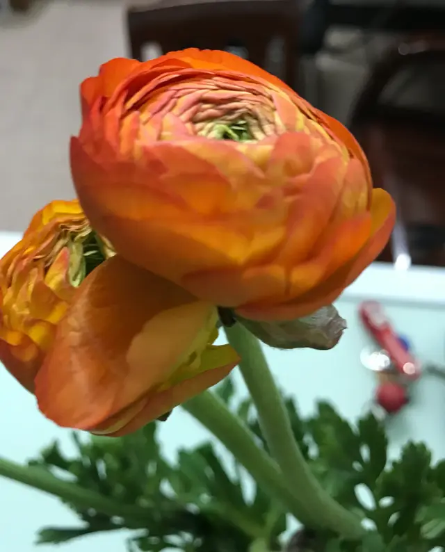 证明身份的有效证件有哪些_有效身份证件有效日期_身份证明有效期