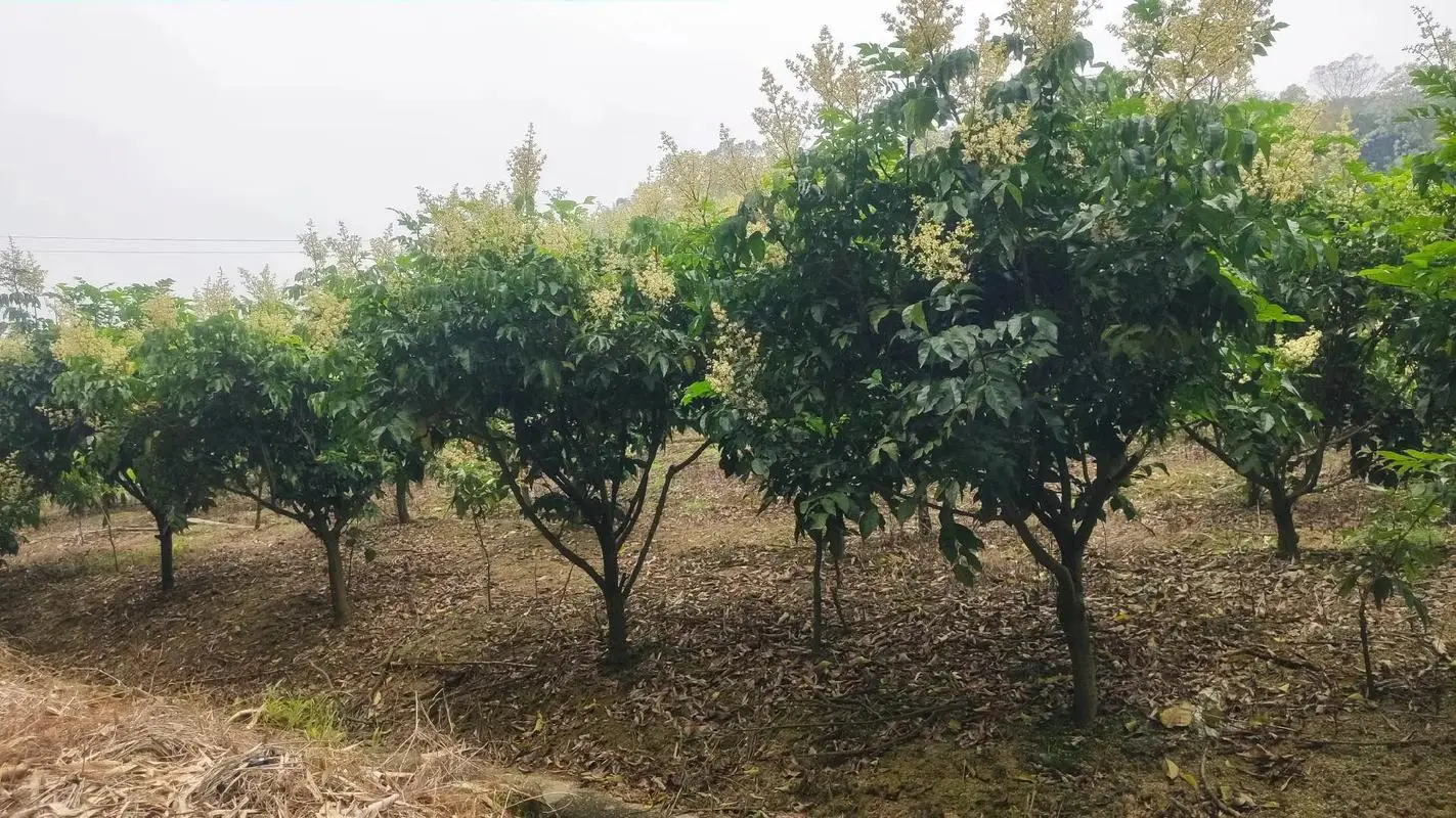 黄皮果树种植几年挂果？