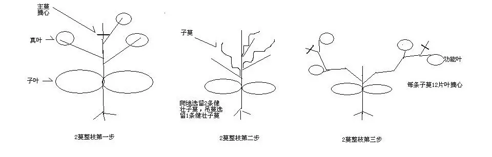 香瓜吊蔓种植术：立体空间里的甜蜜革命，产量飙升的秘密！