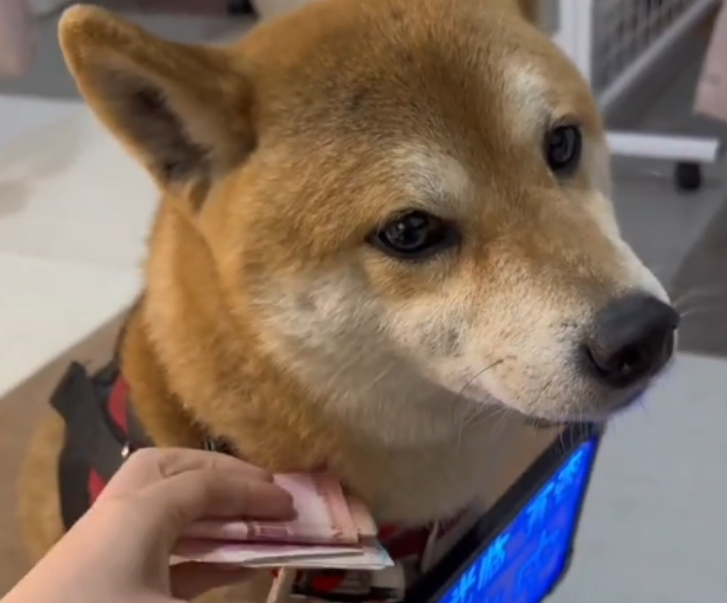 服装店6岁“迎宾柴犬”走红，网友：每一口狗粮都是自己挣的