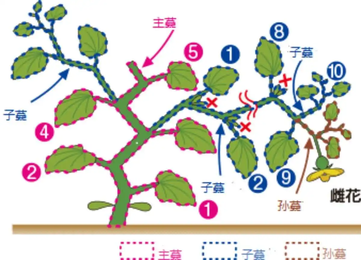 香瓜高产秘籍：精准打叉掐尖，管理助力品质产量双提升