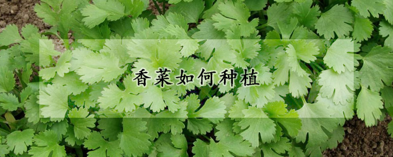 香菜如何种植