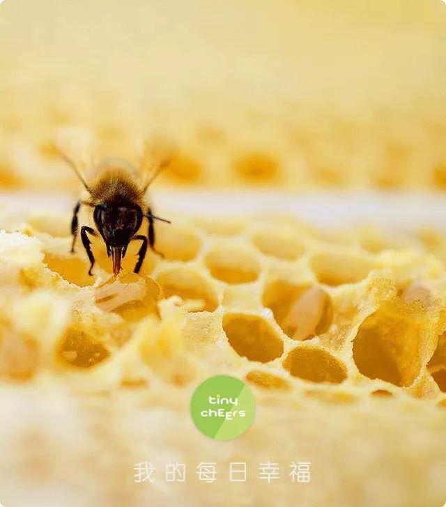 雨田蜂蜜_一分钟了解蜂蜜_播放蜂蜜