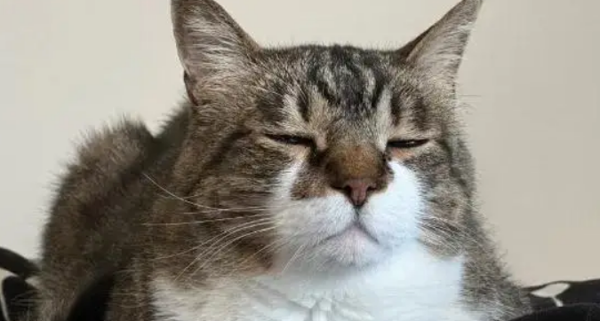 全家出去玩留小猫看家，回来之后发现猫生气了…这得哄多久啊？ 