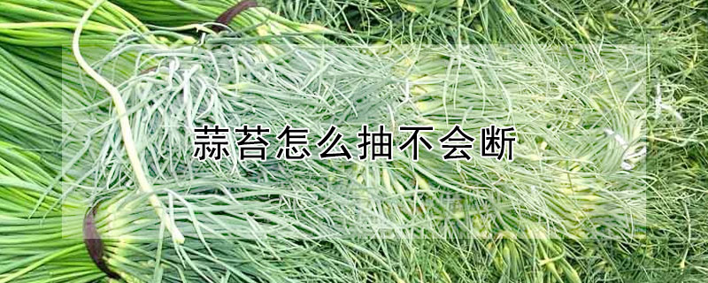 蒜苔怎么抽不会断