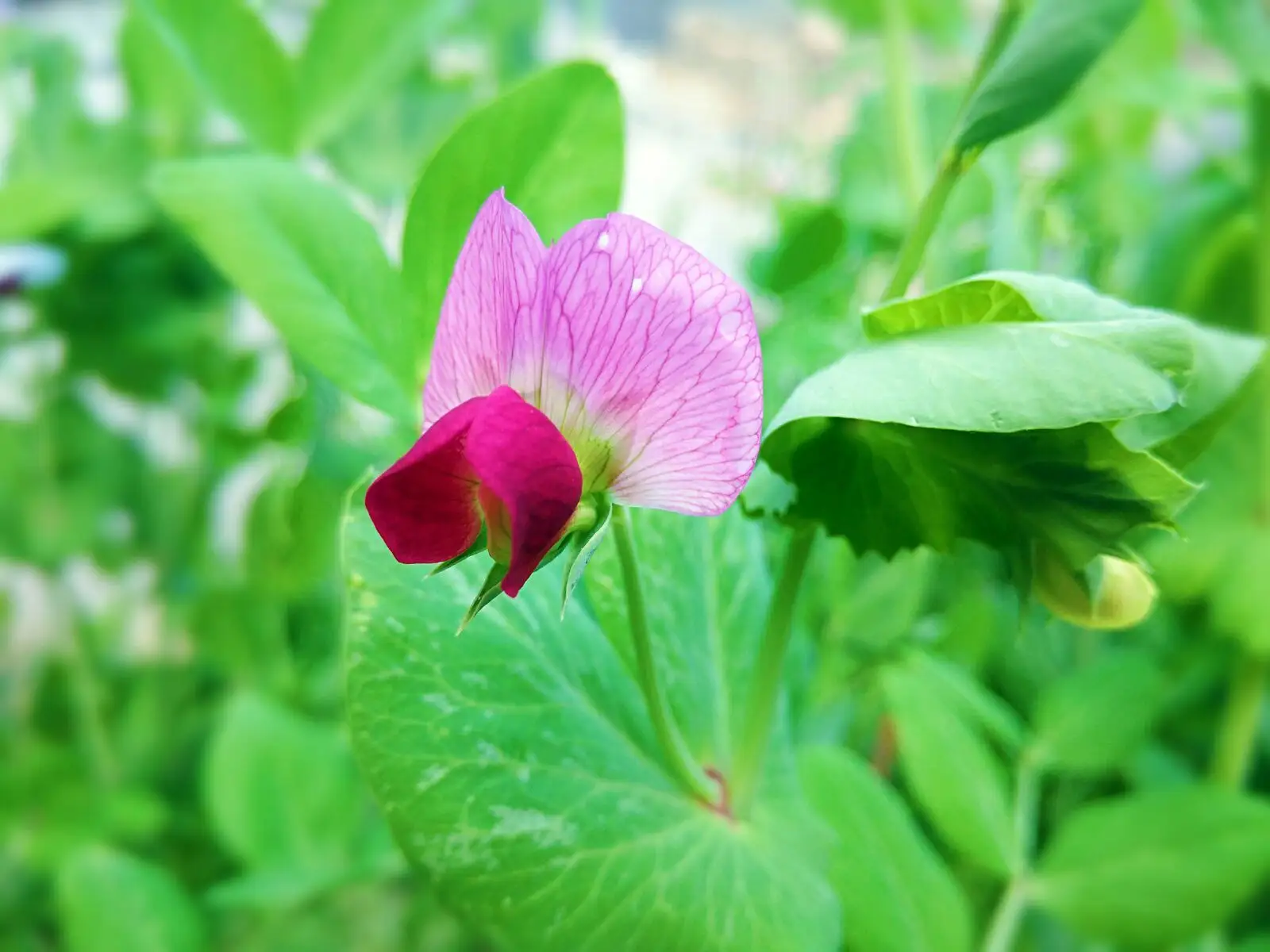 春日限定！豌豆花的颜色与花期，你不可错过的绚烂之美