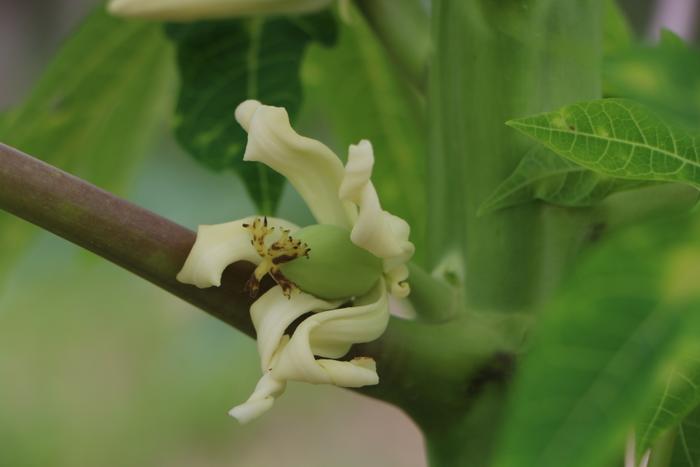 木瓜树开花不结果？实用技巧助你实现果实满枝。