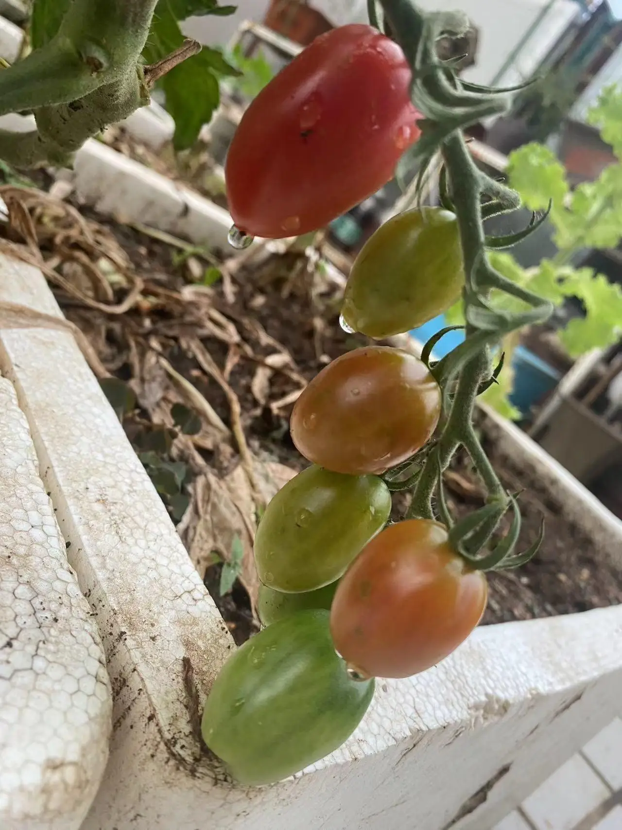 番茄花园系统安全吗_番茄花园系统安装过程_番茄花园系统好用吗