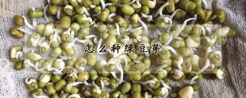 怎么种绿豆芽