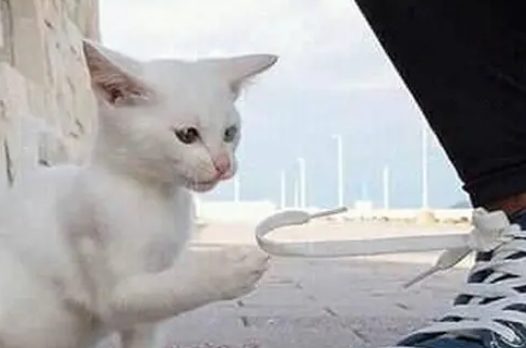 流浪小猫抱着男子的鞋带玩，结果直接被抱回家