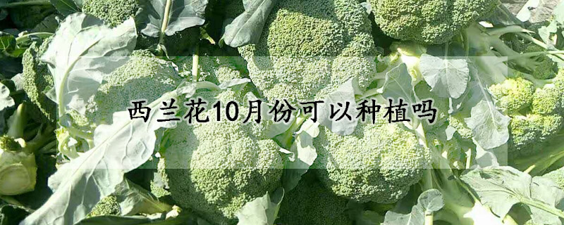 西兰花10月份可以种植吗