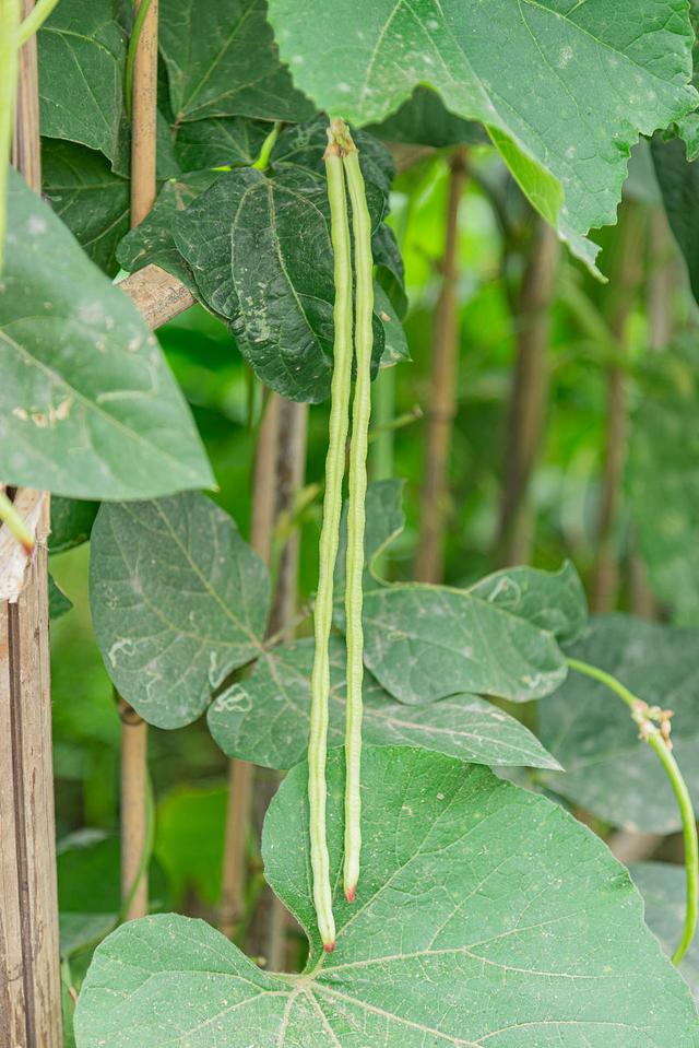 豆角种植产量低的原因是什么