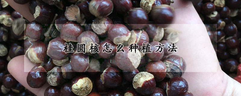 桂圆核怎么种植方法