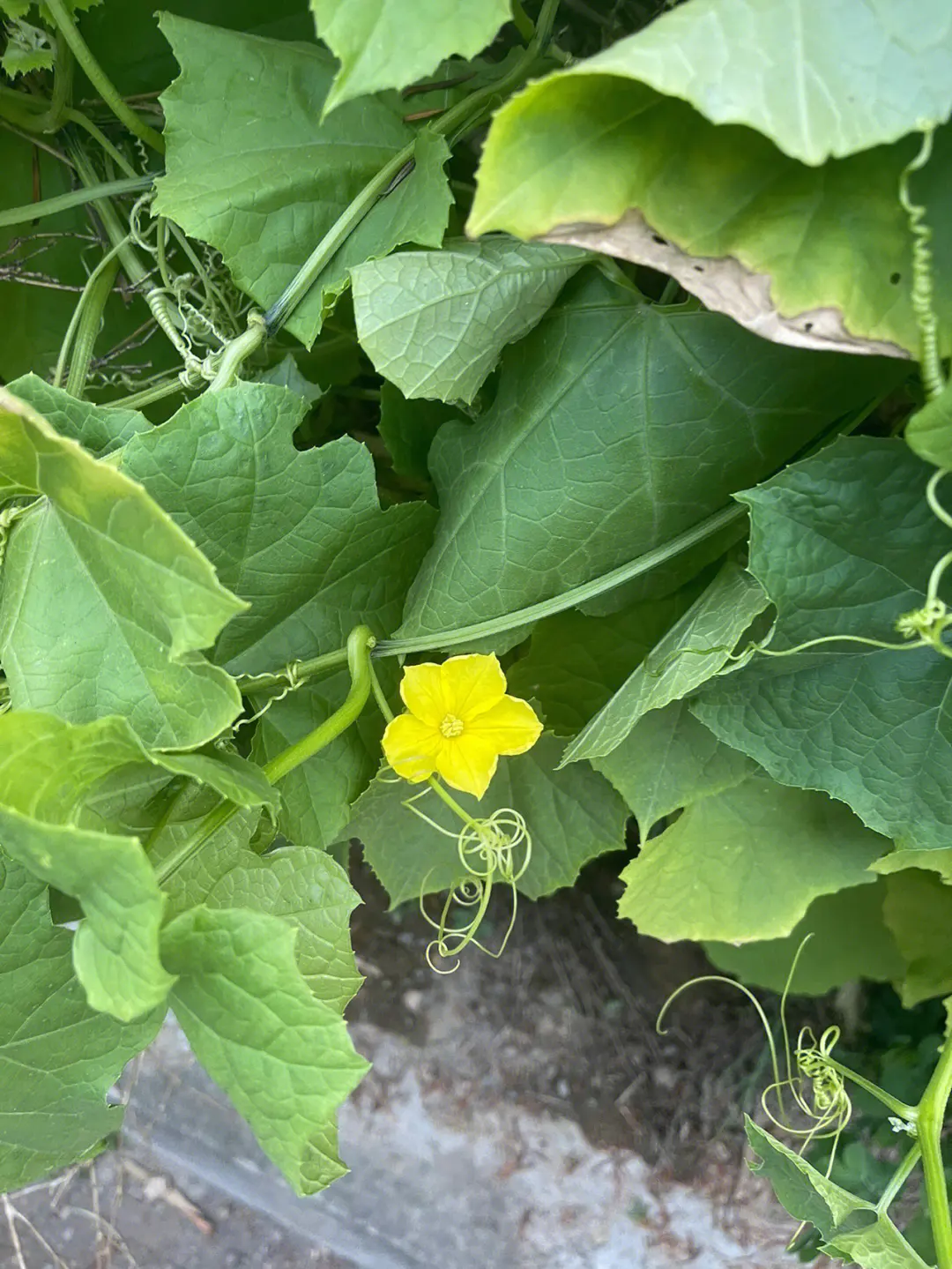 丝瓜不开花不结果的五大元凶，你中招了吗？