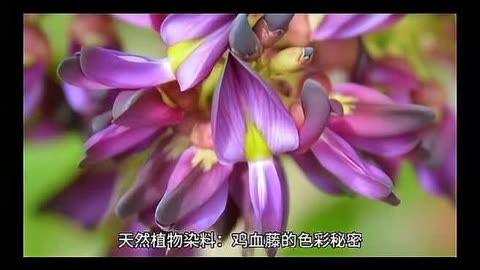 黑山羊的养殖书籍_黑山羊养殖书籍推荐_山羊养殖书籍黑白图片