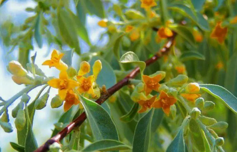 沙漠之花：沙枣树开花盛开时刻，高清大图带你领略每一朵花的细腻与坚韧！