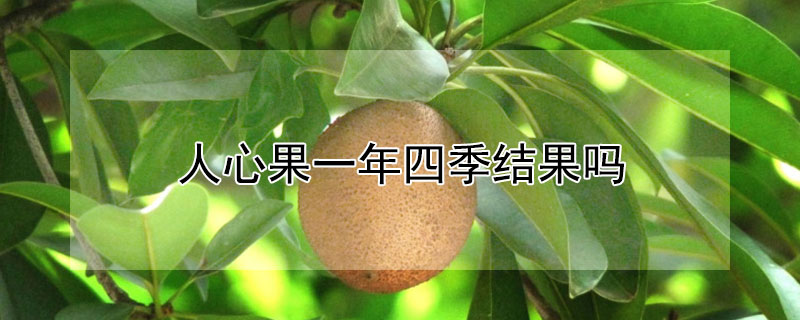 人心果一年四季结果吗