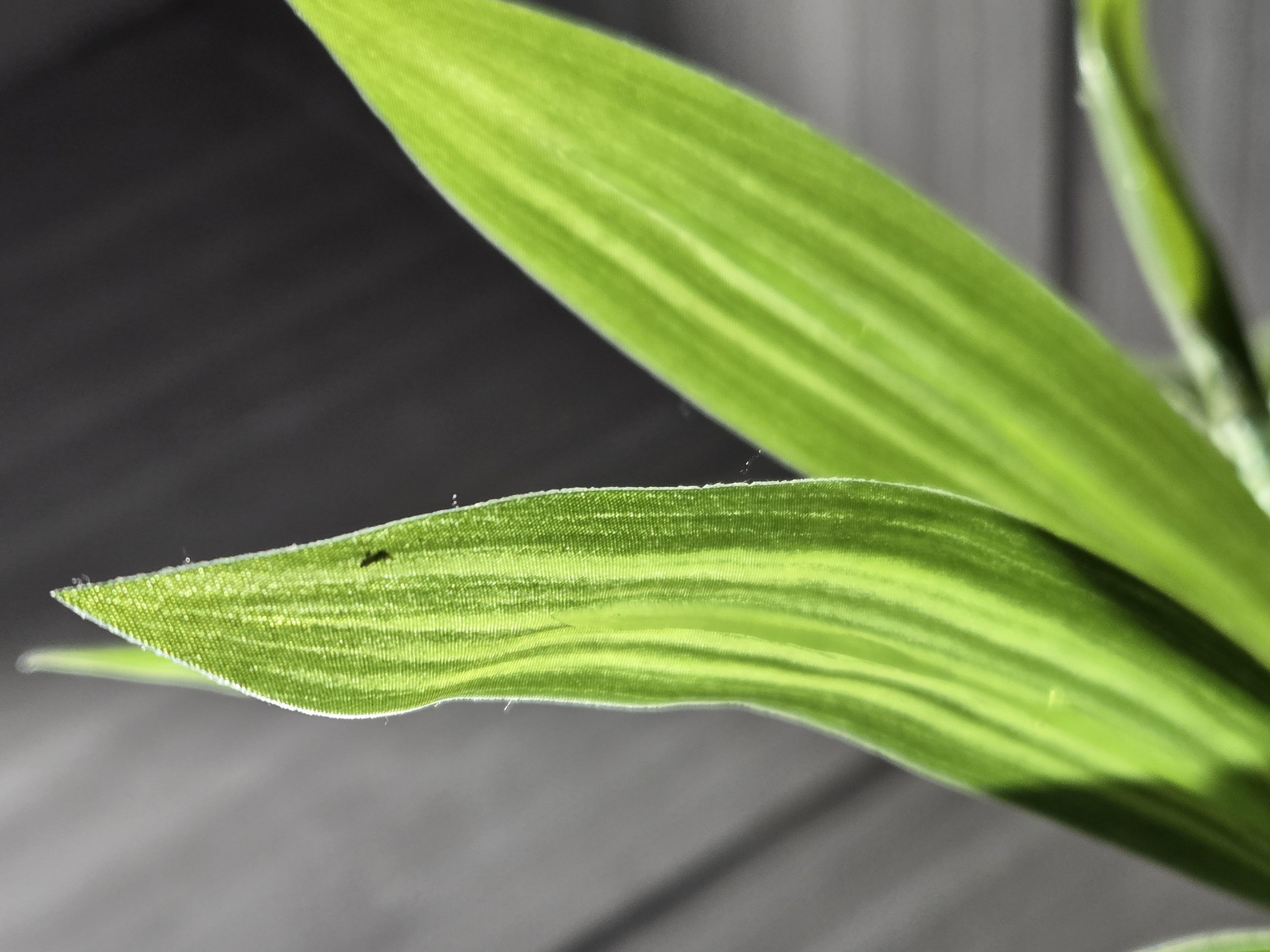 苹果2019开场动画音乐_苹果wwdc 2024开场视频_苹果2019开场动画bgm