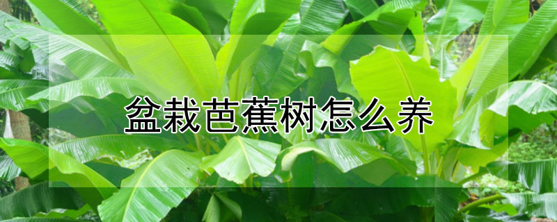 盆栽芭蕉树怎么养