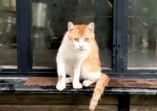 男子在楼道收留流浪猫咬伤邻居，被判全责