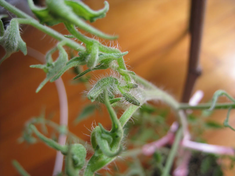 番茄花园系统安装过程_番茄花园系统安全吗_番茄花园系统好用吗