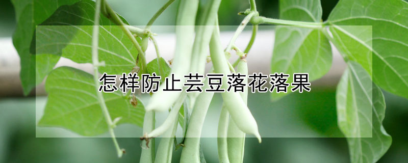 怎样防止芸豆落花落果