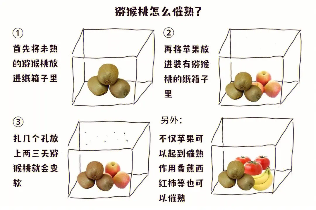 猕猴桃快速催熟秘籍法，解锁美味让味蕾不再等待