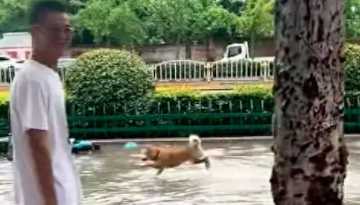 下暴雨城市内涝严重，狗狗却开心到不行！