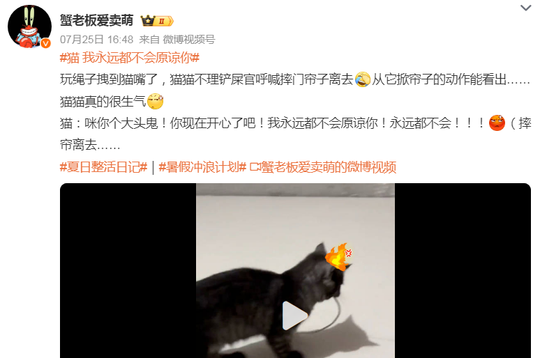 猫：我永远都不会原谅你
