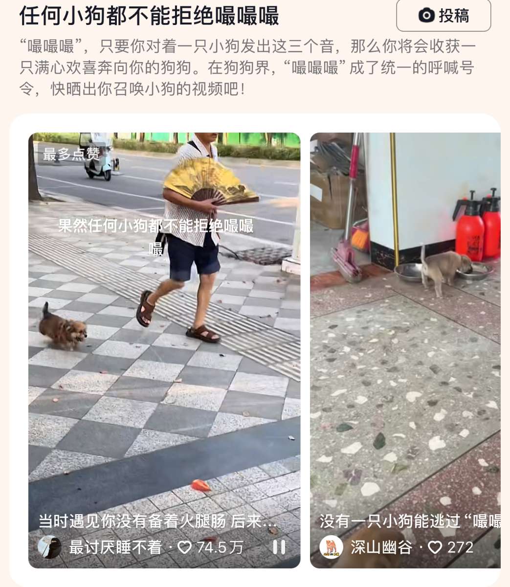 任何小狗都不能拒绝嘬嘬嘬，不信你们试试