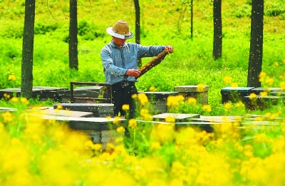 雨田蜂蜜_蜂蜜详情_播放蜂蜜