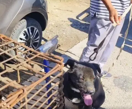 在家吃香喝辣的看家犬，最终还是因为扑人吃羊，被送上狗肉车