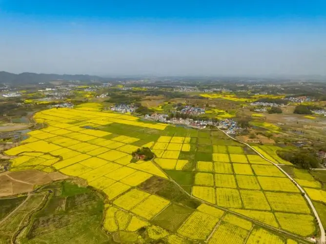 穿越金色梦境：中国最美五大油菜花观赏胜地等你来  