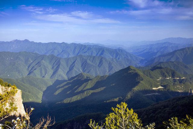 搜山虎草药功效_草药搜山虎_搜山虎草药图片与功效