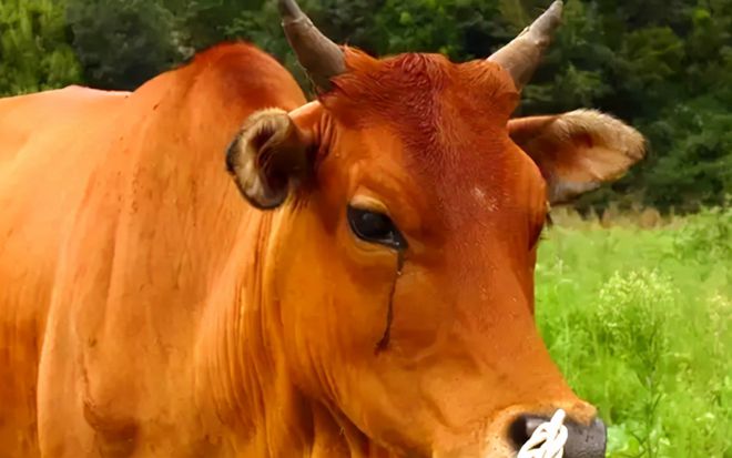 呼吸道合胞病毒病程_呼吸道合胞病毒类型_呼吸合胞病毒表现