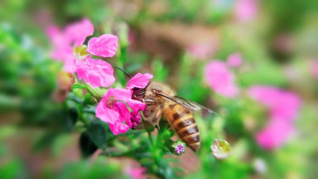 雨田蜂蜜_蜂蜜详情_播放蜂蜜