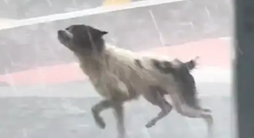 大雨来临流浪狗独自在路上跑着，却找不到可以躲雨的地方，好心酸