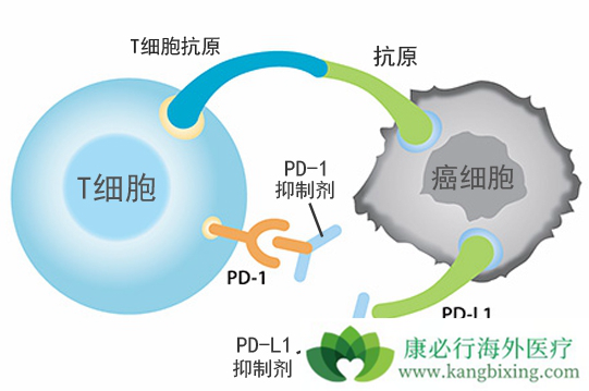 恒瑞肝癌的免疫治疗_恒瑞 pd 1 肝癌_恒瑞抗肝癌药