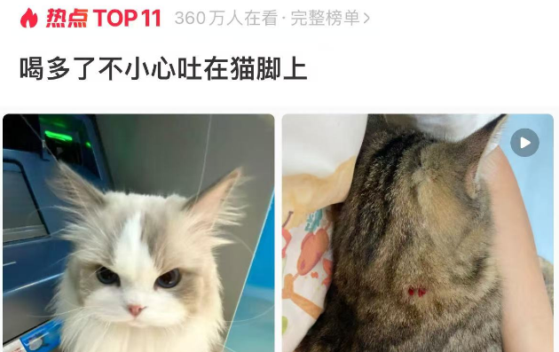 喝多了不小心吐在猫脚上，猫：你没事儿吧！