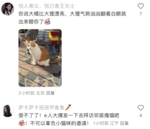 见狸说狸话，见橘说橘话，网友：两只猫上演争宠大戏