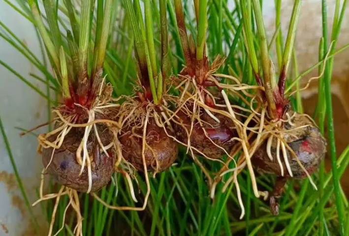 荸荠[bí qi]是植物的根还是茎？解开根茎之争，探寻其独特植物学身份