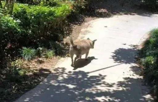 狗突然冲出咬人！邻居赔了医药费，依旧不牵绳