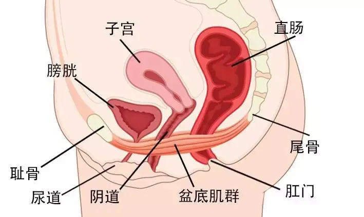 肛门扩大失禁的经历_肛门扩大经历失禁会怎么样_肛门扩大经历失禁怎么治疗