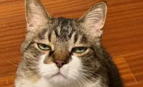 全家出去玩留小猫看家，回来之后发现猫生气了…这得哄多久啊？ 