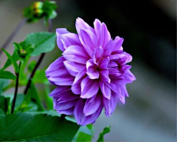 帝国mip模板_帝国cms 图片内容模板_帝国模板网