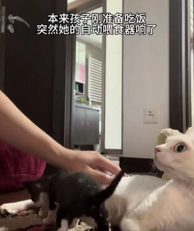 猫：好险差一点就饿死了