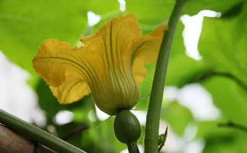 专家指导南瓜只开花不结果应对方法，科学种植让南瓜果实累累