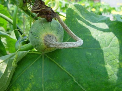 空泡蝶鞍 是什么病_蝶鞍空泡症对儿童的危害_蝶鞍空泡征治疗
